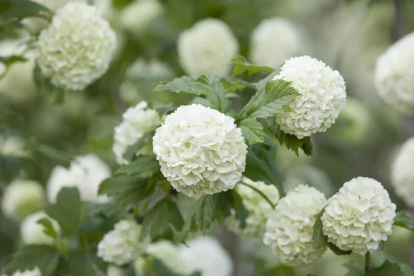 Weiße Blüten an einem Busch